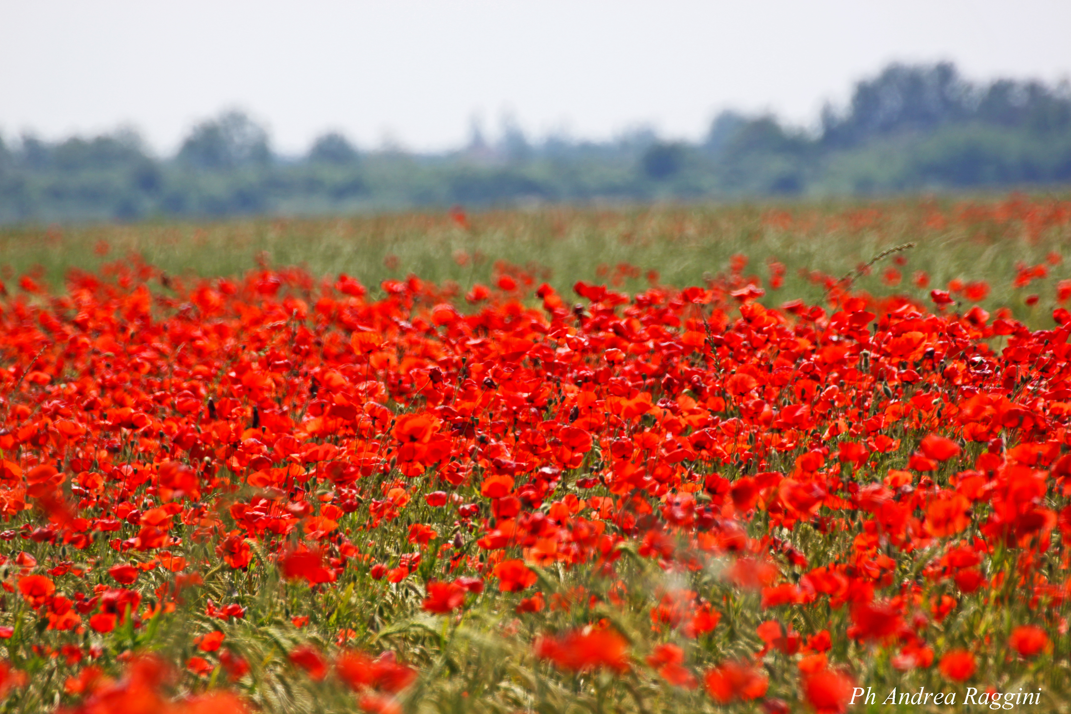 Campi di un rosso intenso: la bellissima esplosione dei Papaveri